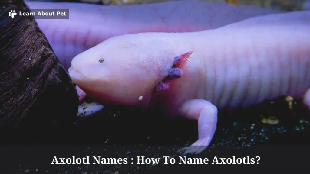 Axolotl names