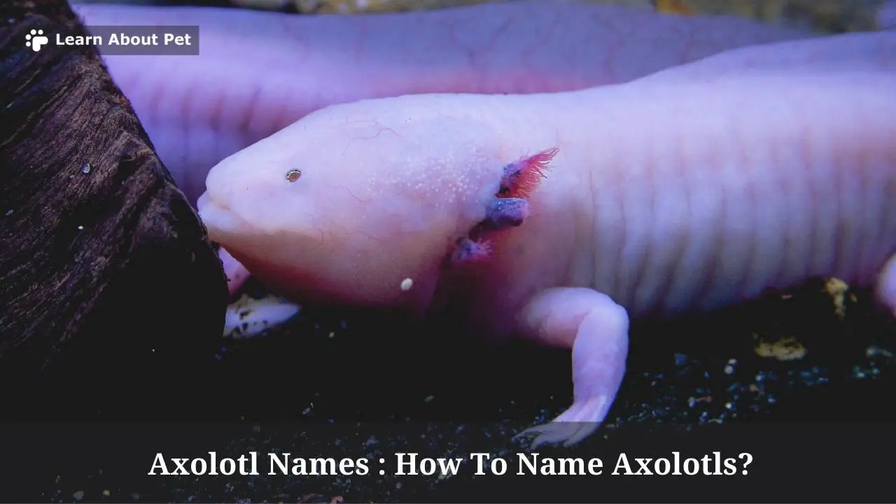 Axolotl Names What Are Good Names For Axolotls? (5 Cool Names) 2023