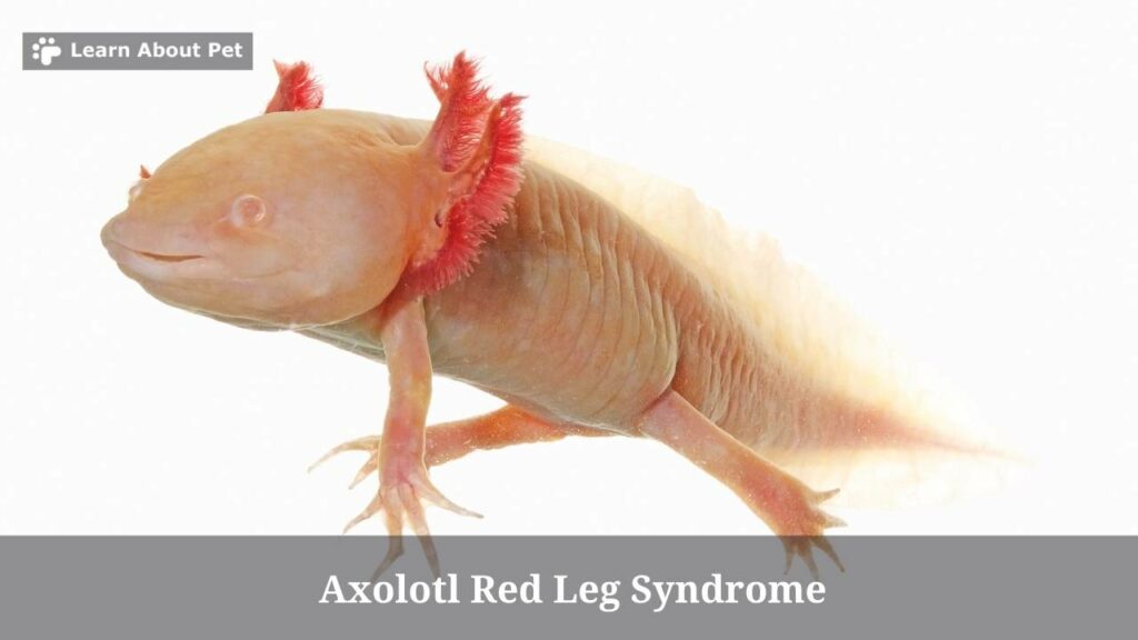 Axolotl red leg
