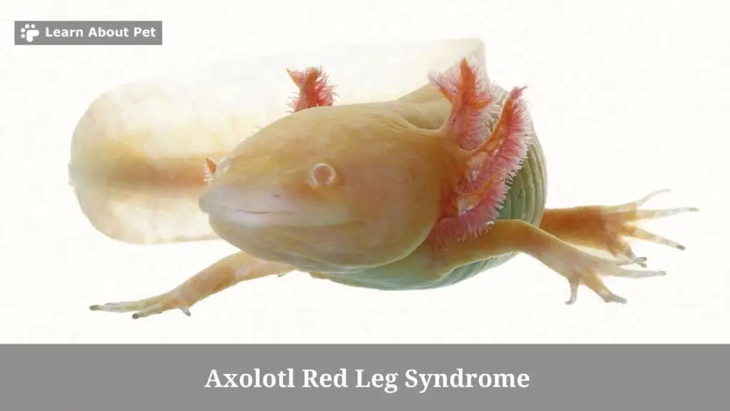 Axolotl red leg