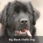 Big Black Fluffy Dog : (9 Interesting Facts)