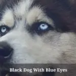 6 Cool Black Dog With Blue Eyes