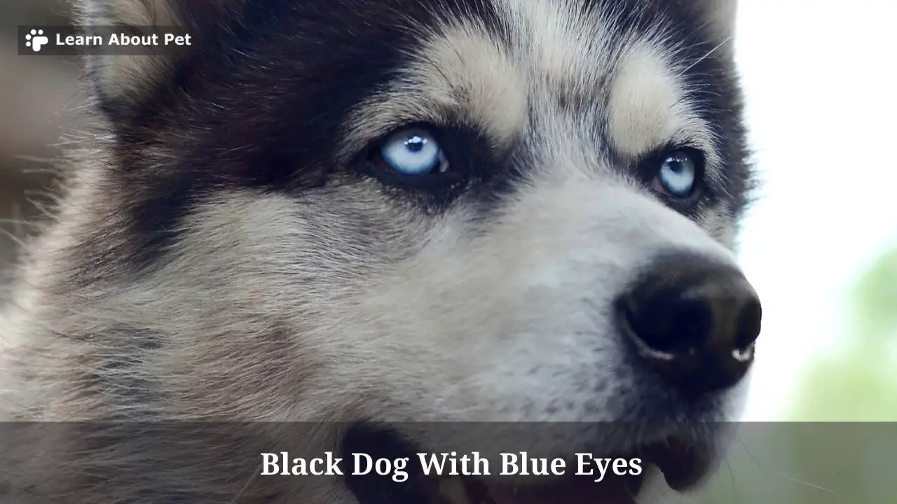 6 Cool Black Dog With Blue Eyes 2023