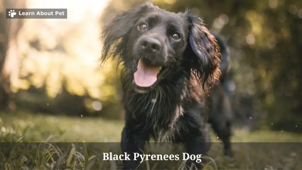 Black pyrenees dog