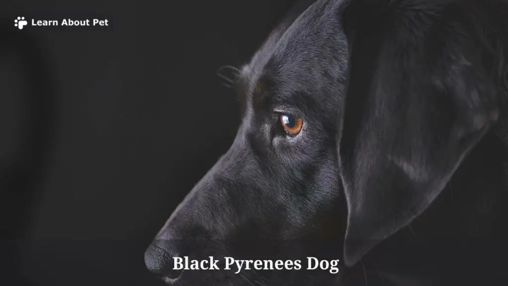 Black pyrenees dog