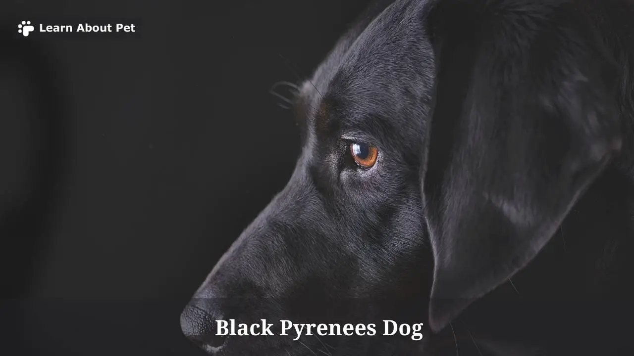 Black Pyrenees Dog : (7 Interesting Breed Facts) - 2026
