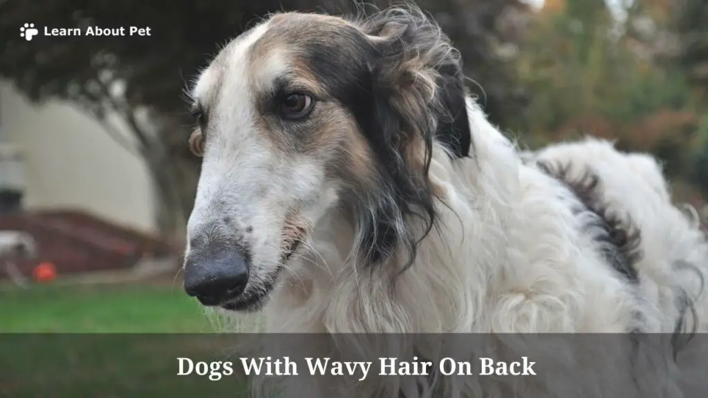 Dogs With Wavy Hair On Back : (6 Cool Dog Breeds) - 2023