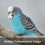 Budgie Temperature Range : (9 Interesting Facts)