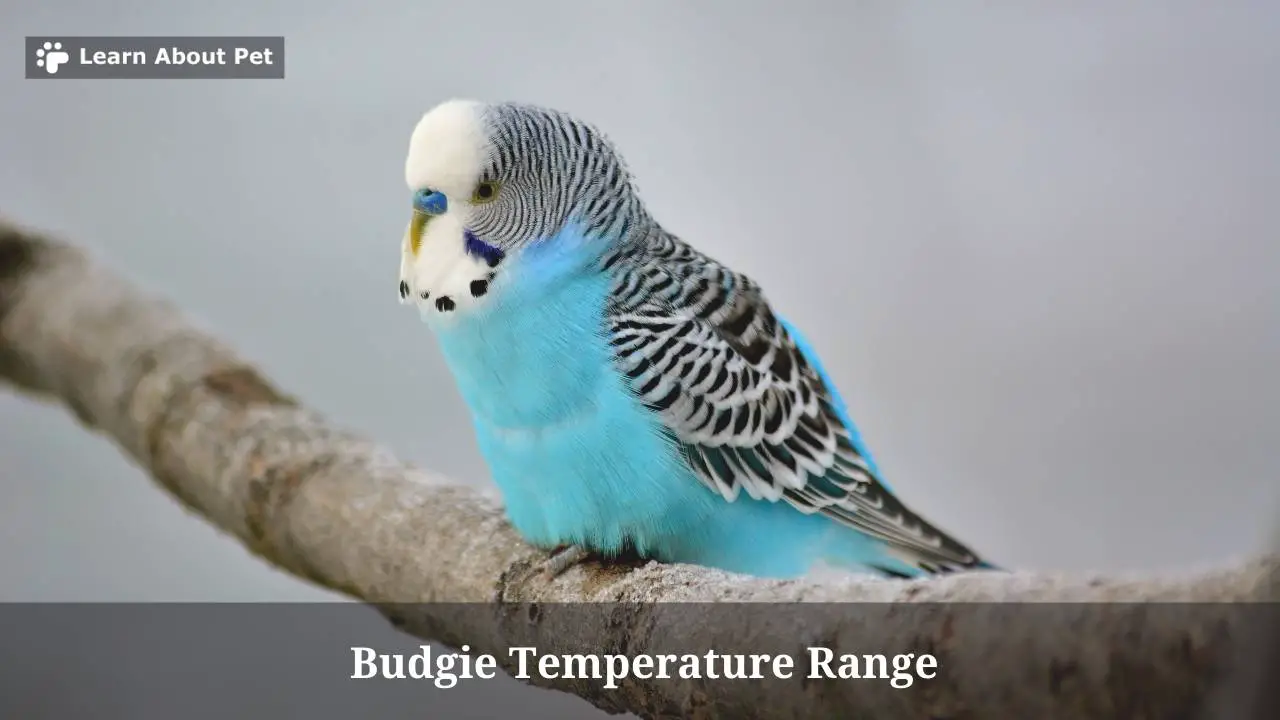 Budgie Temperature Range 9 Interesting Facts 2025 budgie-temperature-range-9-interesting-facts-2025