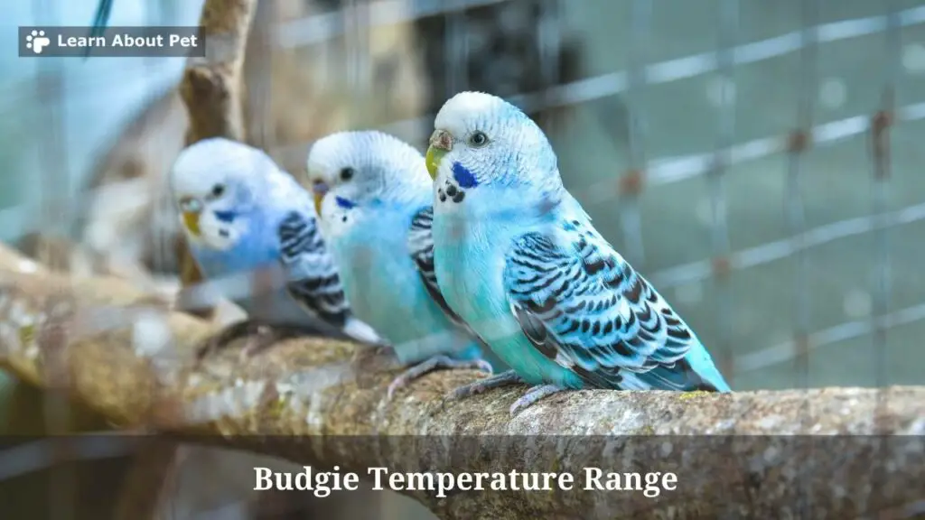 Budgie temperature range