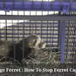 Cage Rage Ferret : How To Stop Ferret Cage Rage? 7 Cool Tips