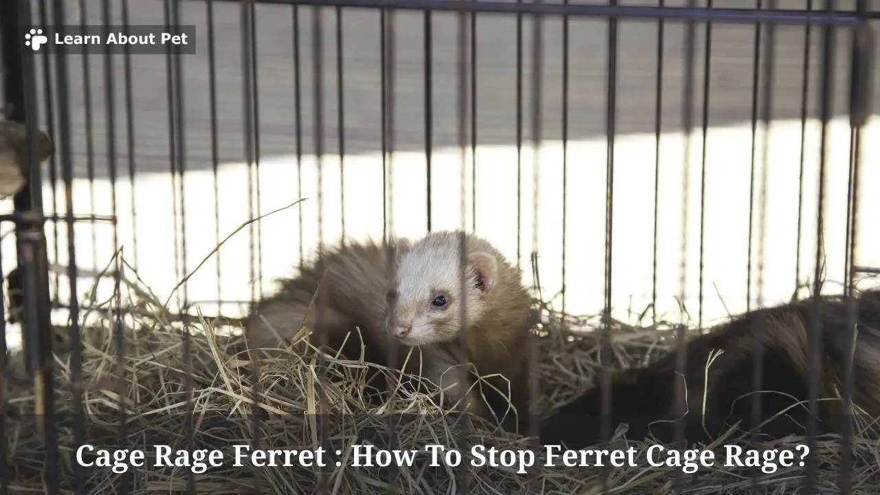 Cage Rage Ferret How To Stop Ferret Cage Rage? 7 Cool Tips
