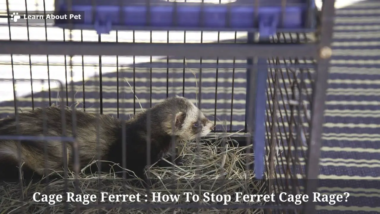 Cage Rage Ferret : How To Stop Ferret Cage Rage? 7 Cool Tips