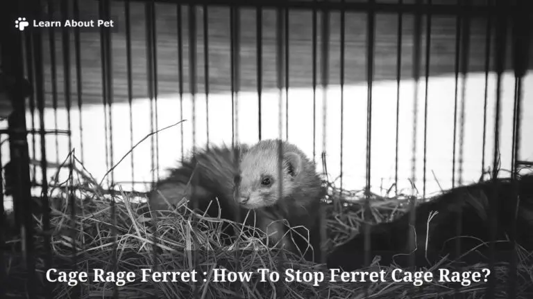 cage-rage-ferret-how-to-stop-ferret-cage-rage-7-cool-tips