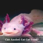 Can Axolotl Eat Cat Food? (7 Clear Facts)