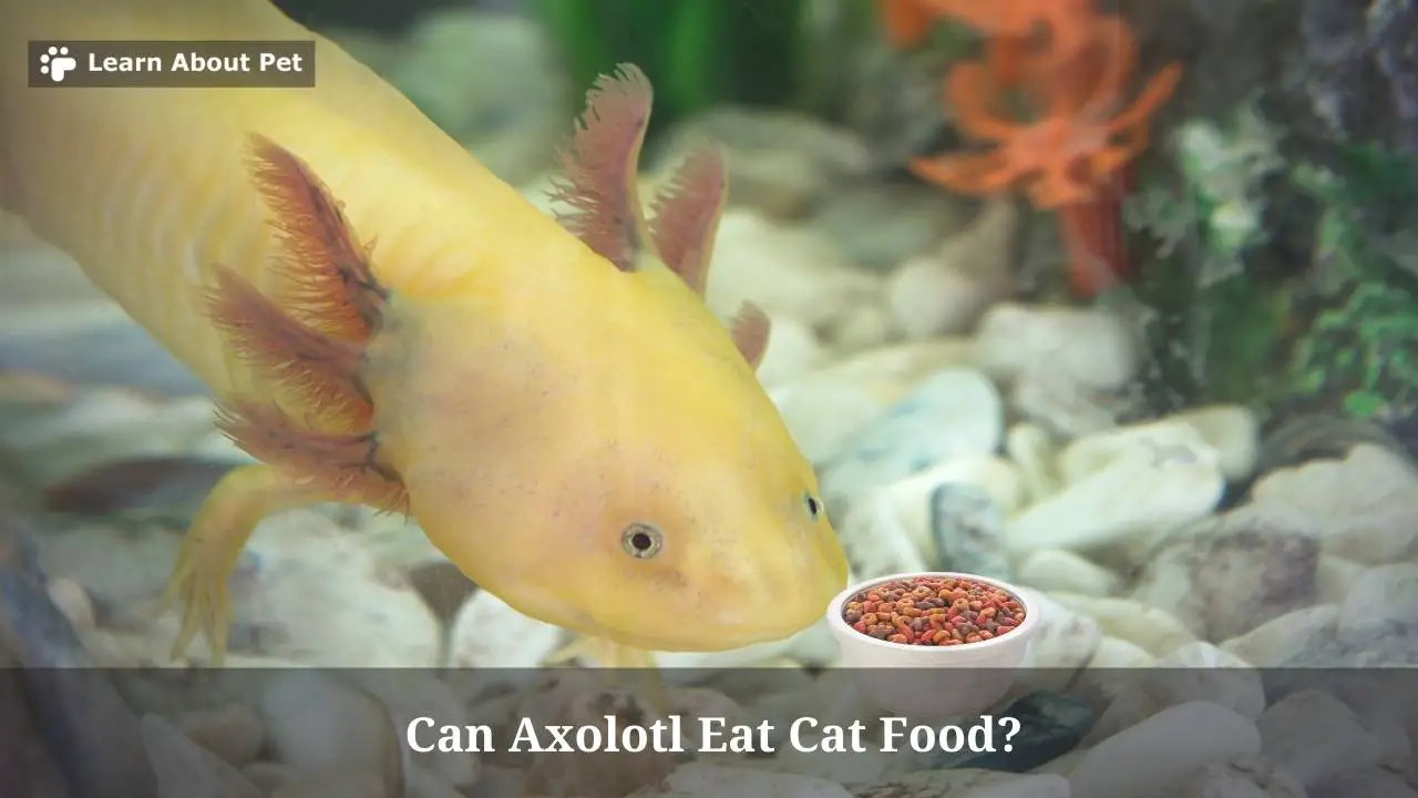 Can Axolotl Eat Cat Food? (7 Clear Facts) 2024