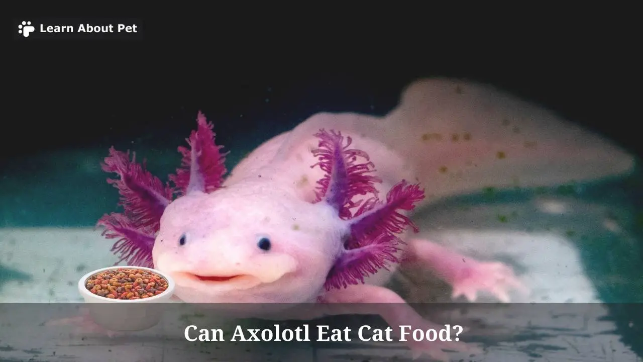 Can Axolotl Eat Cat Food? (7 Clear Facts) - 2024