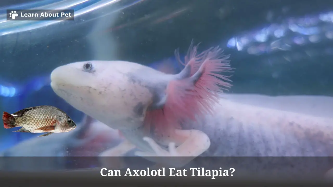 Can Axolotl Eat Crickets 7 Important Facts 2023 vrogue.co