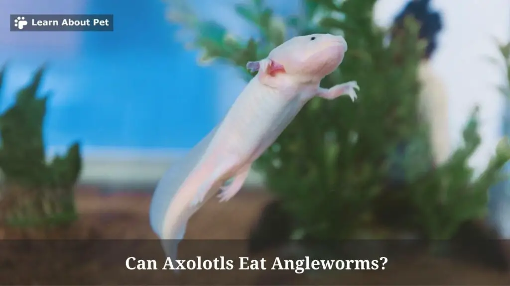 Can axolotls eat angleworms