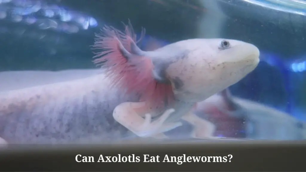 Can axolotls eat angleworms