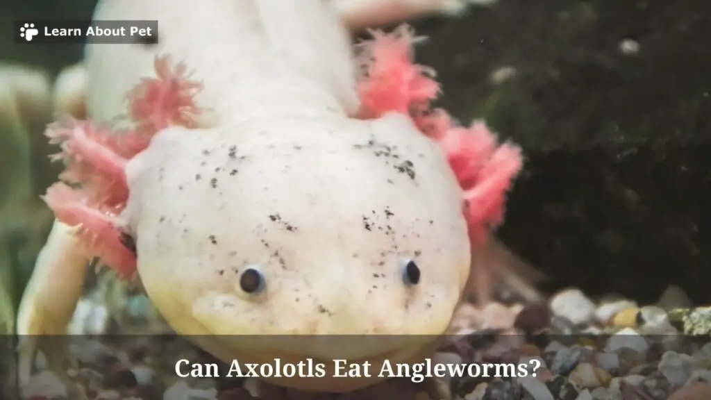 Can axolotls eat angleworms