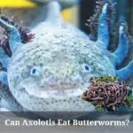 Can Axolotls Eat Butterworms? (7 Interesting Facts)