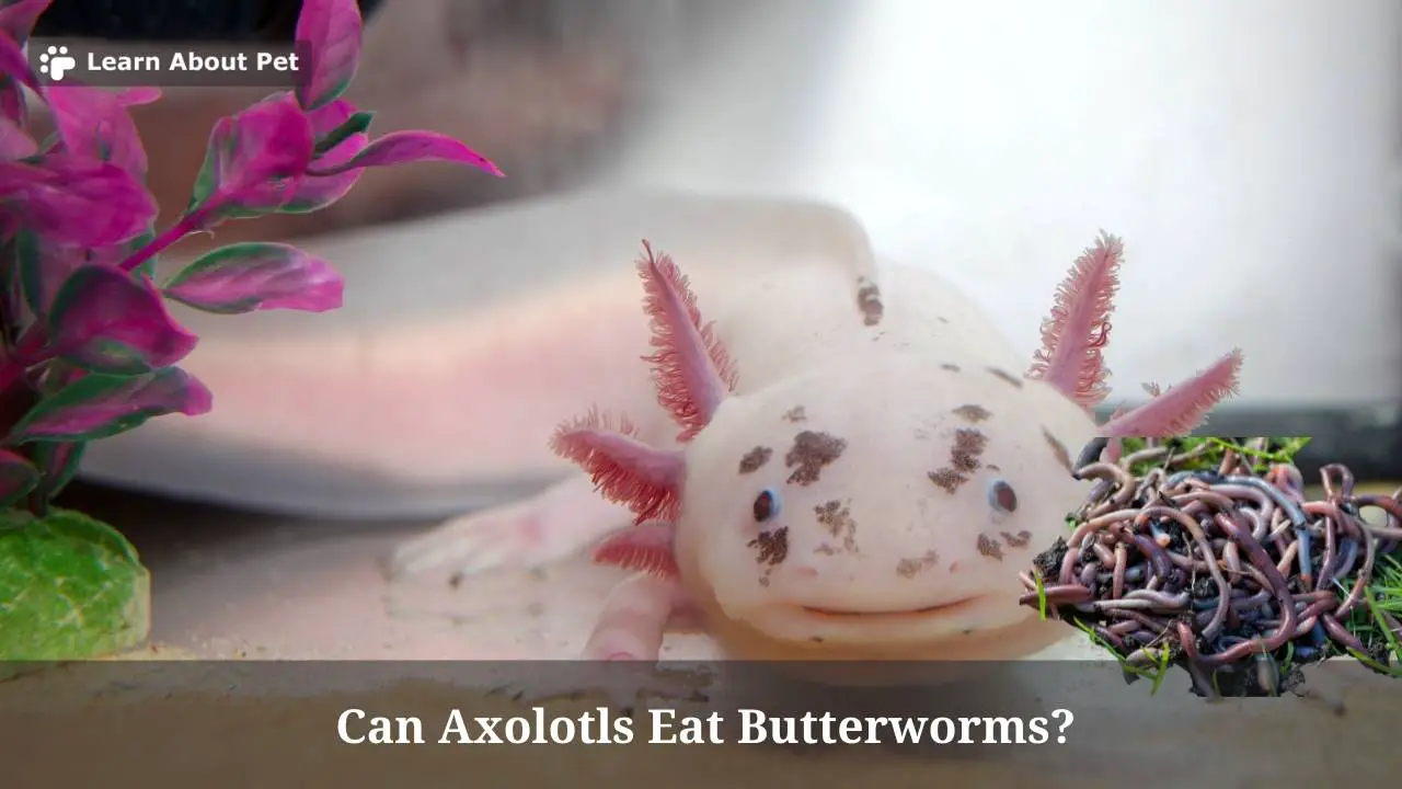 Can Axolotls Eat Butterworms? (7 Interesting Facts) - 2024