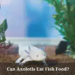 Can Axolotls Eat Fish Food