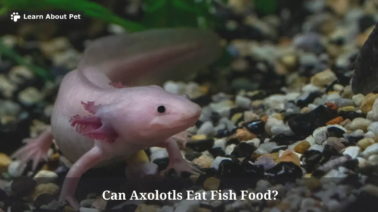 can axolotls eat fish food