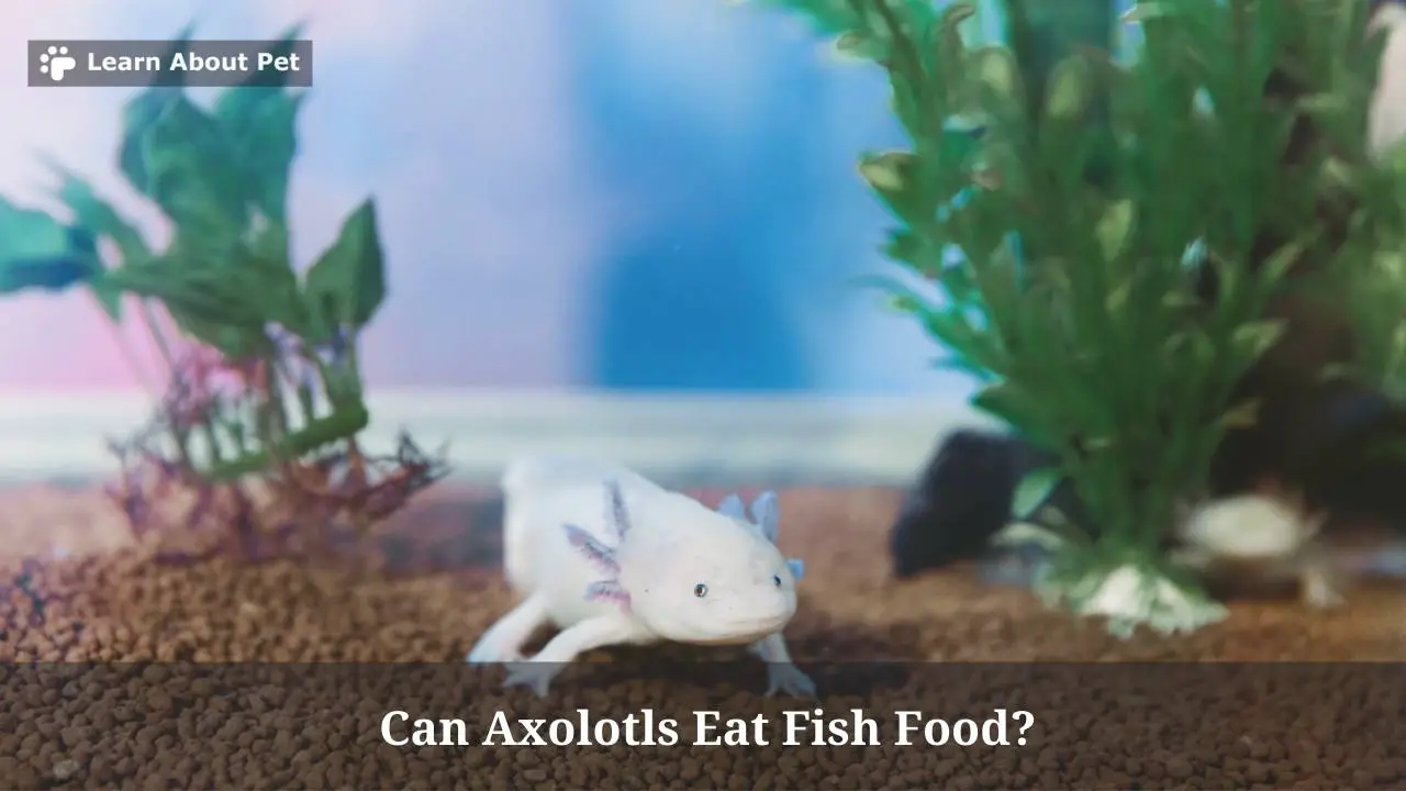 Can Axolotls Eat Fish Food? (7 Clear Food Facts) 2022