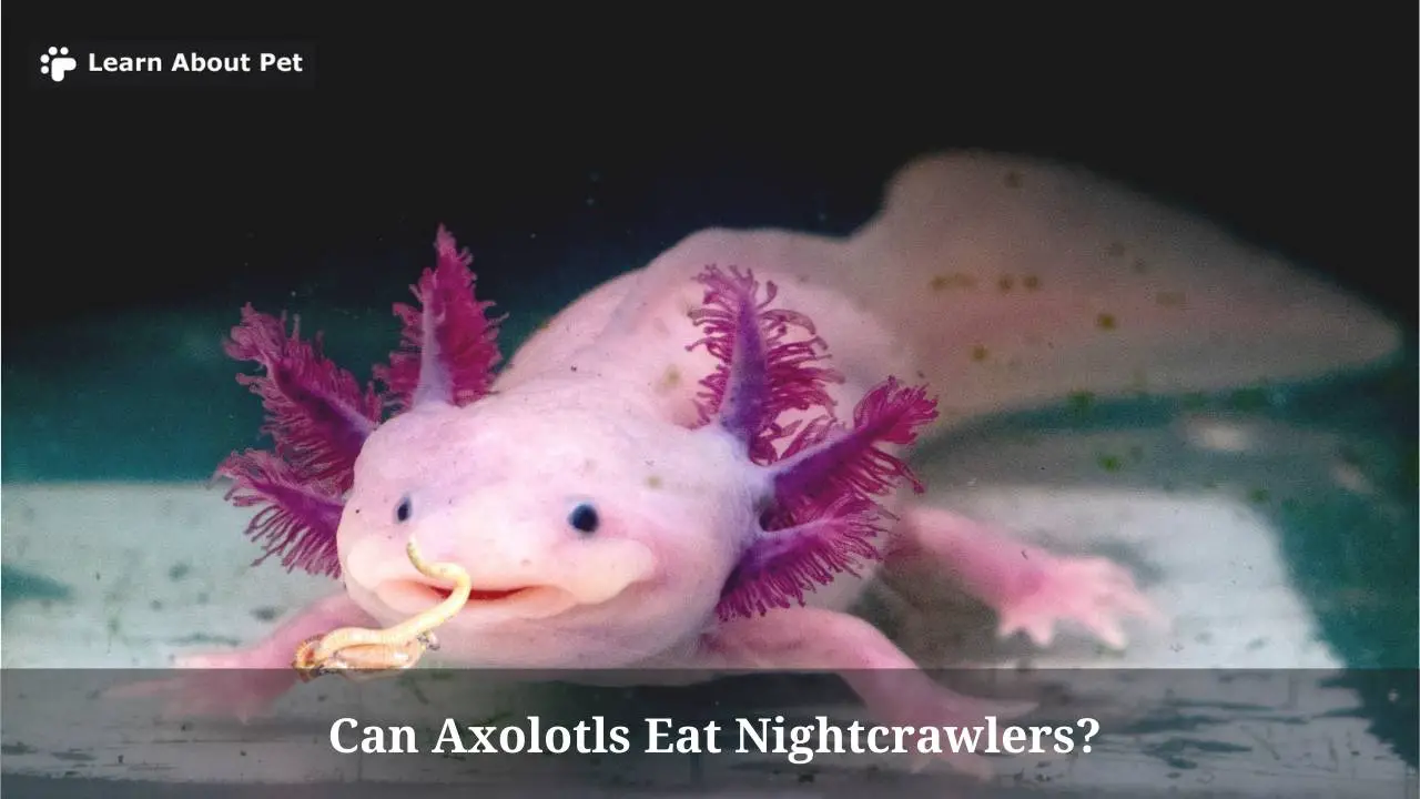 Can Axolotls Eat Nightcrawlers? (7 Interesting Facts) 2024