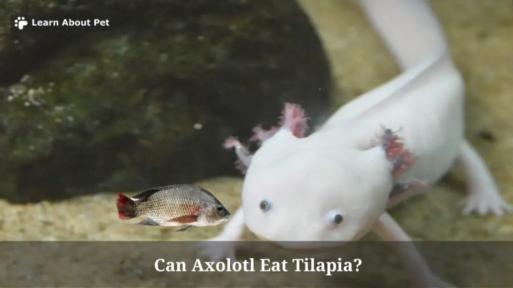 Can axolotl eat tilapia