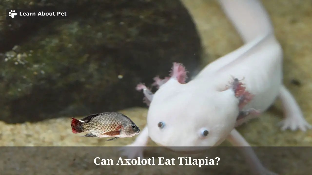 Can Axolotl Eat Tilapia? (5 Important Facts) 2023