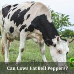 Can Cows Eat Bell Peppers? (7 Interesting Facts) Can Cows Eat Bell Peppers