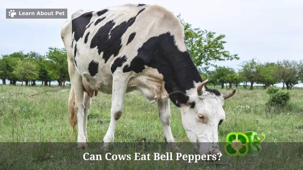 Can Cows Eat Bell Peppers? (7 Interesting Facts) 2022