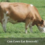 Can Cows Eat Broccoli? (7 Interesting Facts) Can Cows Eat Broccoli