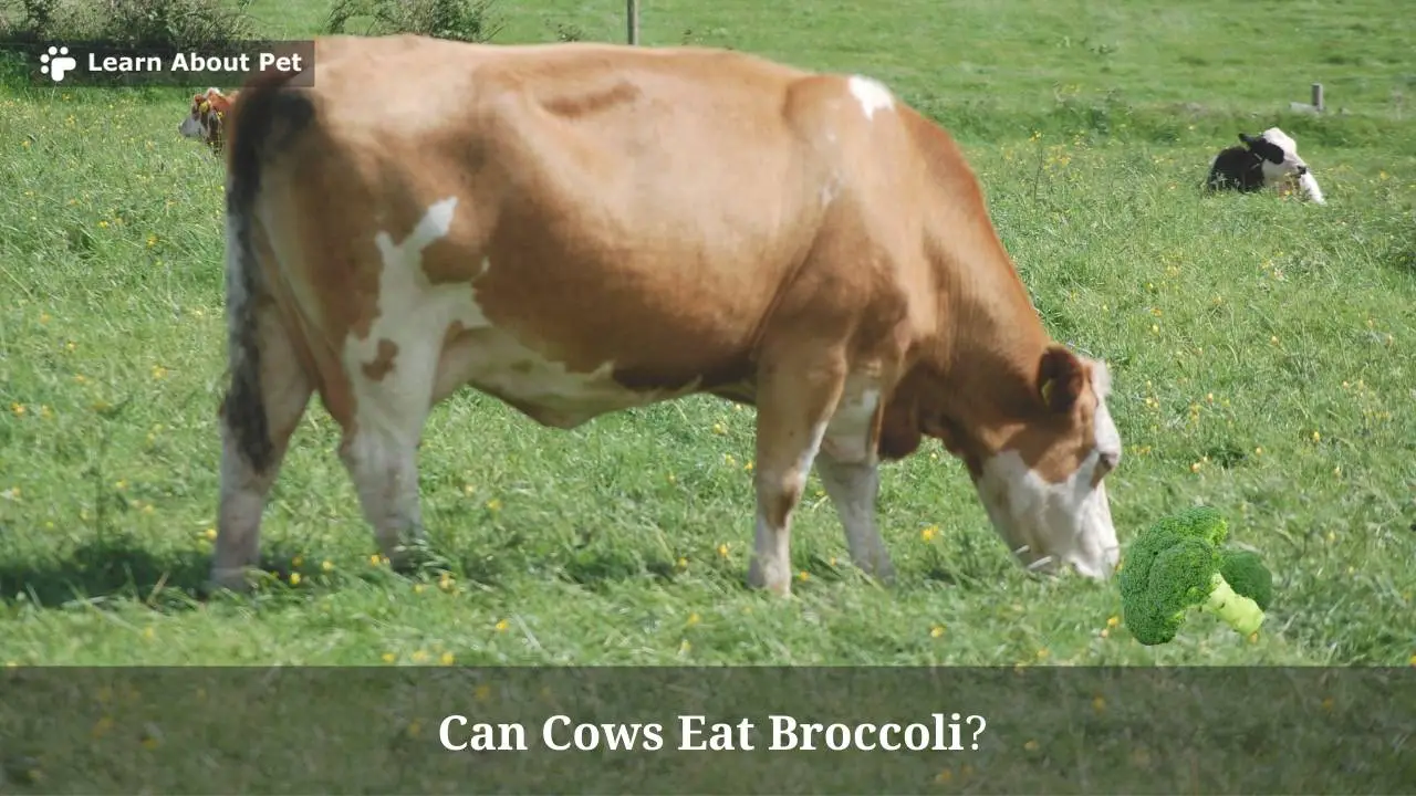 Can Cows Eat Broccoli? (7 Interesting Facts) 2023
