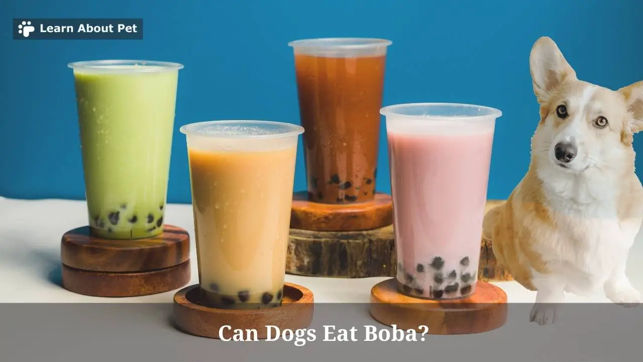 Can Dogs Eat Boba 7 Brutal Side Effects Of Dog Eating Boba can-dogs-eat-boba-7-brutal-side-effects-of-dog-eating-boba