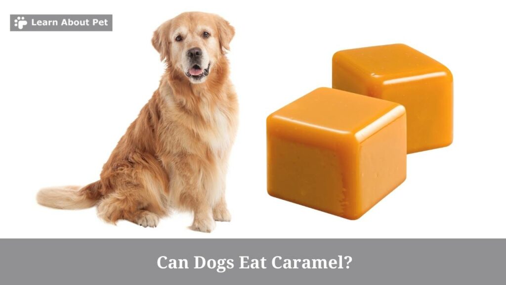 Can dogs eat caramel