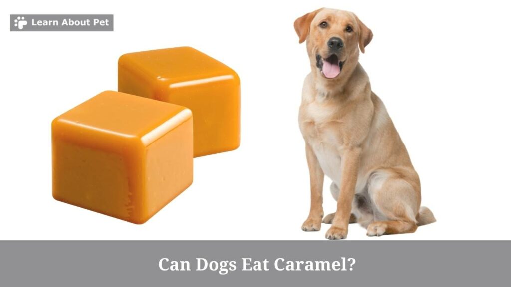 Can dogs eat caramel