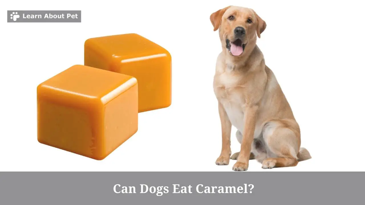 Can Dogs Eat Caramel? Do Dogs Like Caramel? 7 Healthy Dog Foods