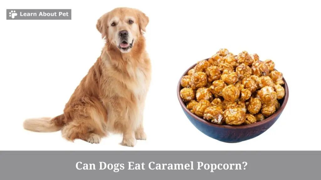 Can dogs eat caramel popcorn