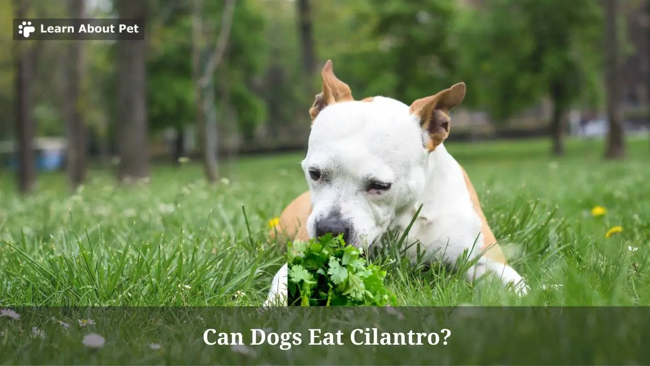 Can Dogs Eat Cilantro? 11 Healthy Benefits Of Dogs Eating Cilantro