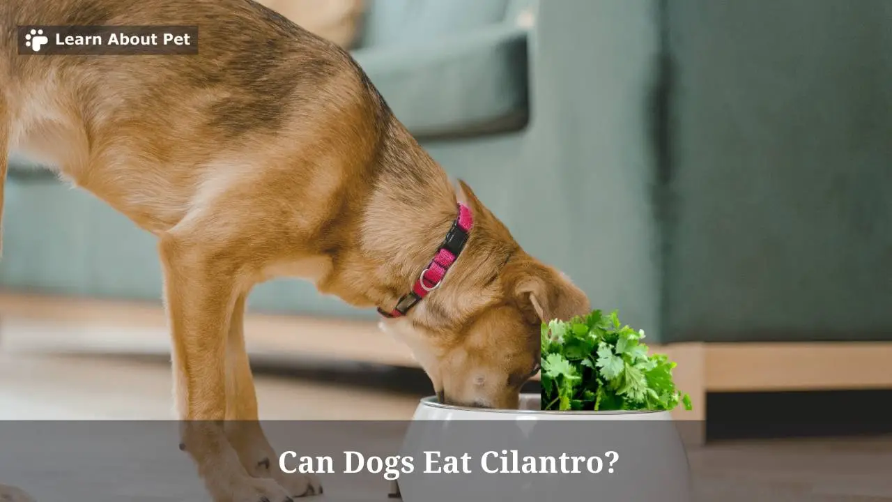 Can Dogs Eat Cilantro Lime Rice? A Guide to Safe Feeding Practices