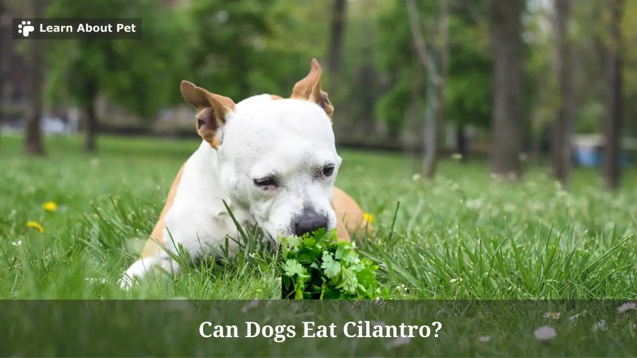 Can Dogs Eat Cilantro? 11 Healthy Benefits Of Dogs Eating Cilantro