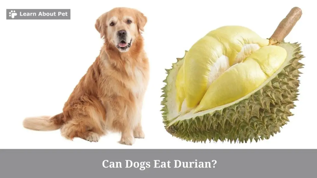 Can dogs eat durian