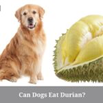 Can Dogs Eat Durian