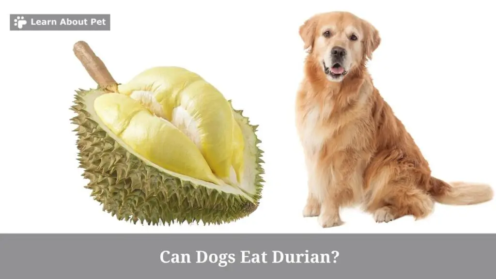 Can dogs eat durian