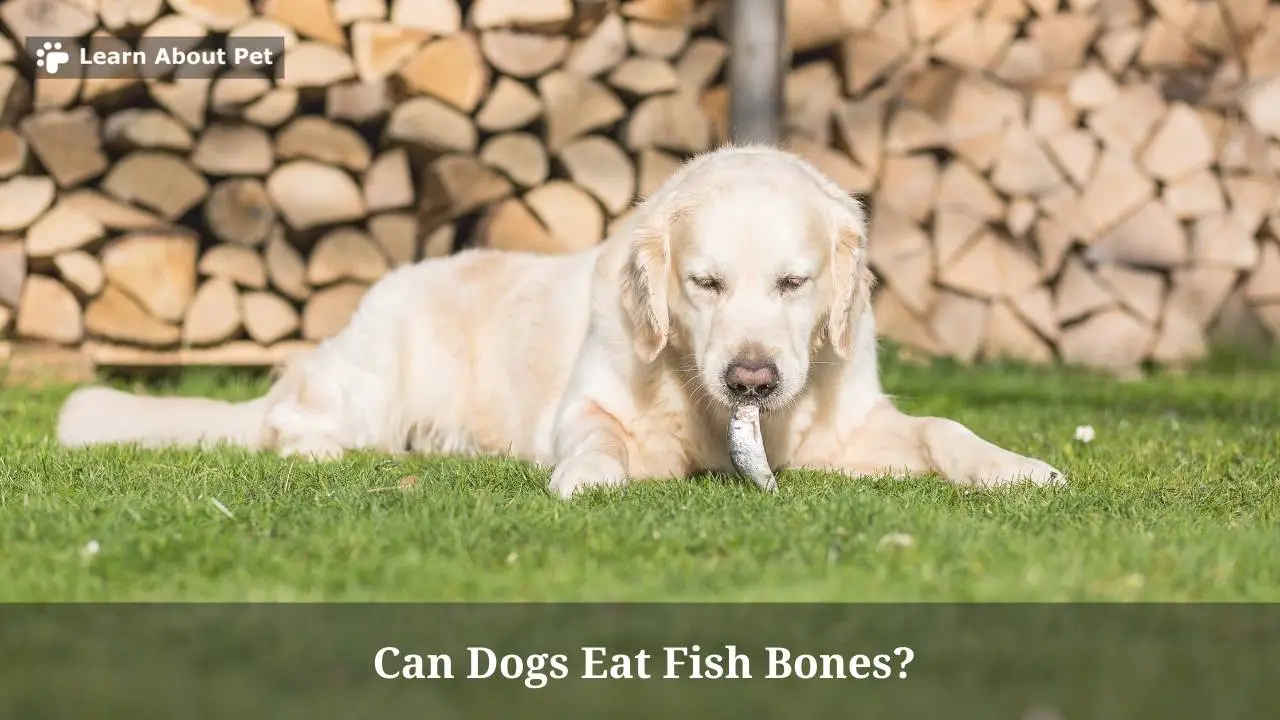 Can Dogs Eat Fish Bones? 7 Clear Symptoms And 3 Health Issues
