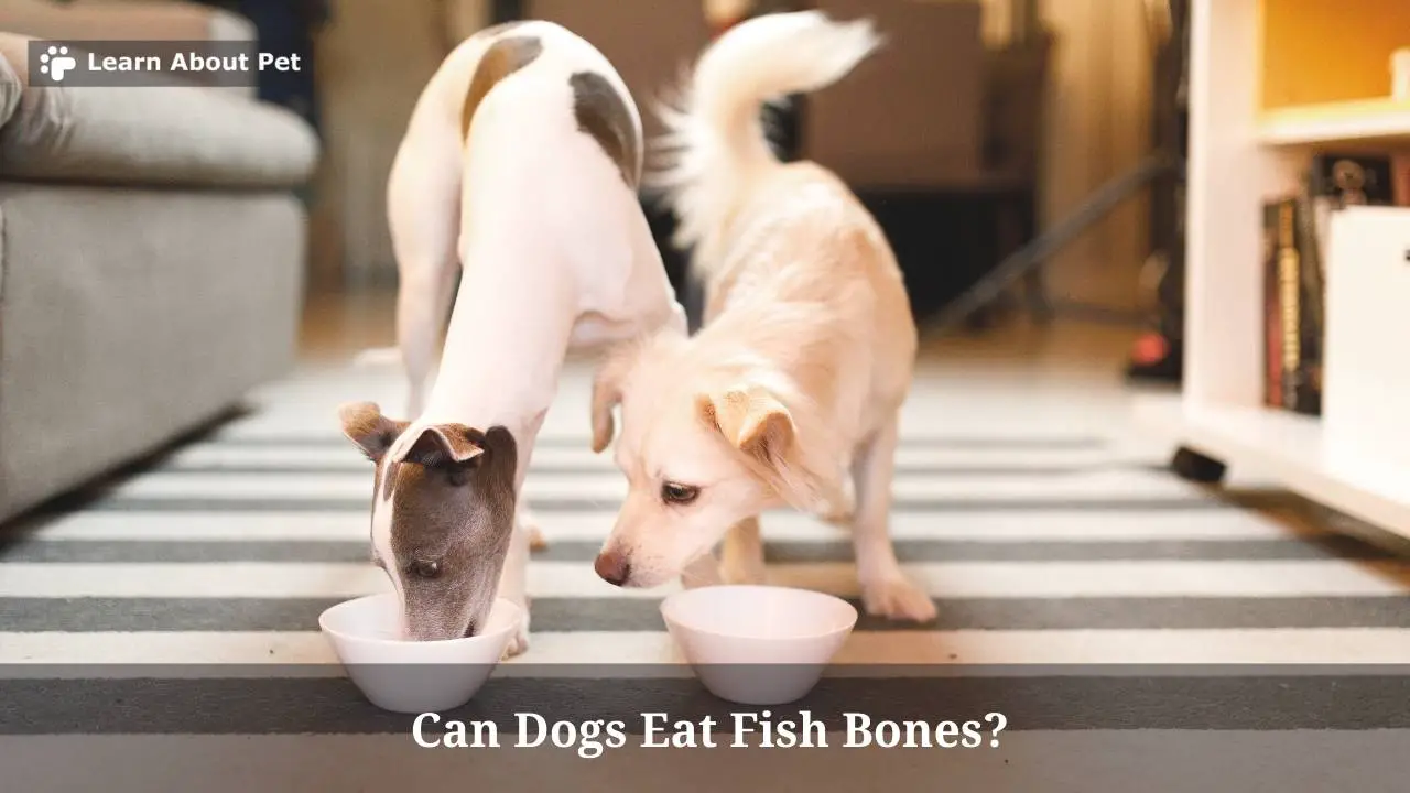 Can Dogs Eat Fish Bones? 7 Clear Symptoms And 3 Health Issues